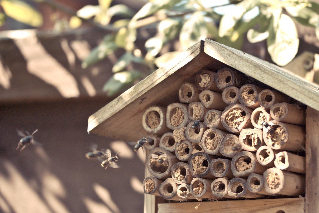 Bee house