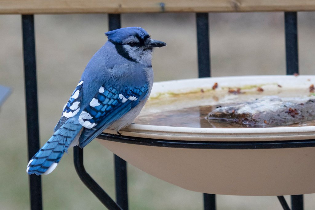 Blue jay on heated bird bath