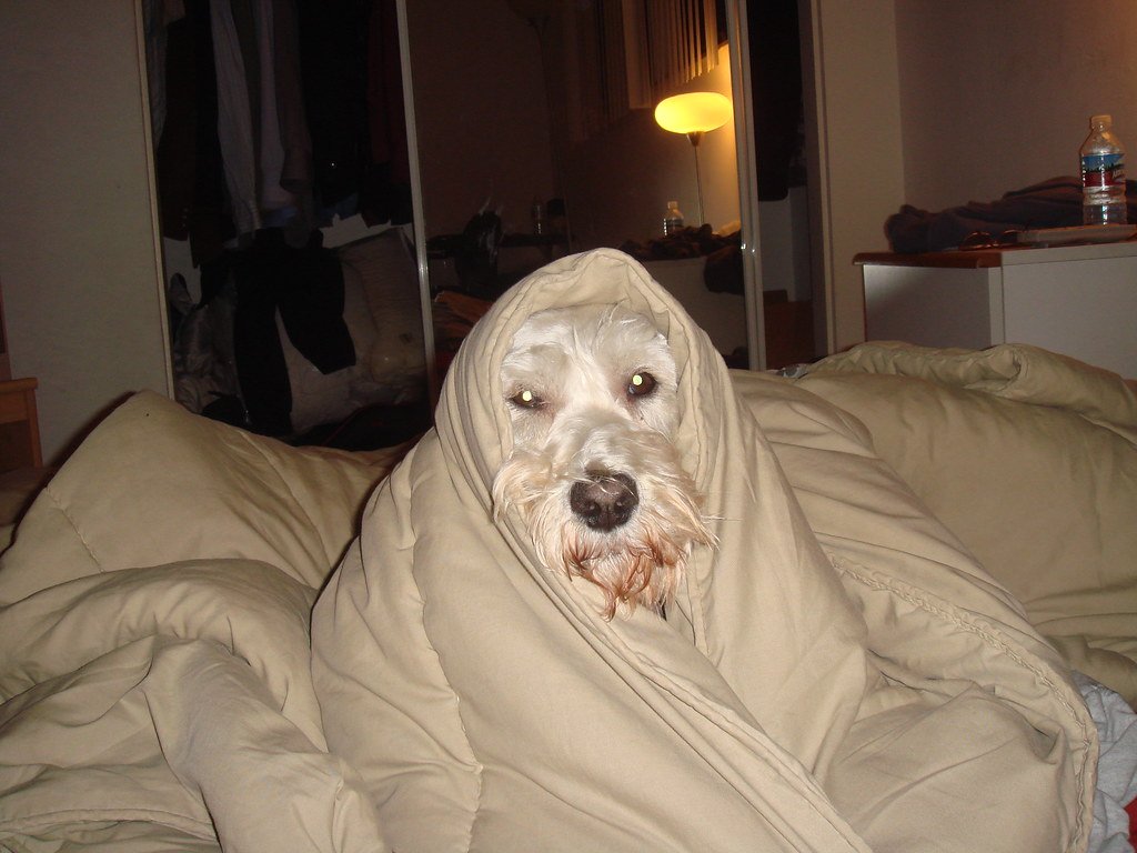 Dog in a Waighted Blanket