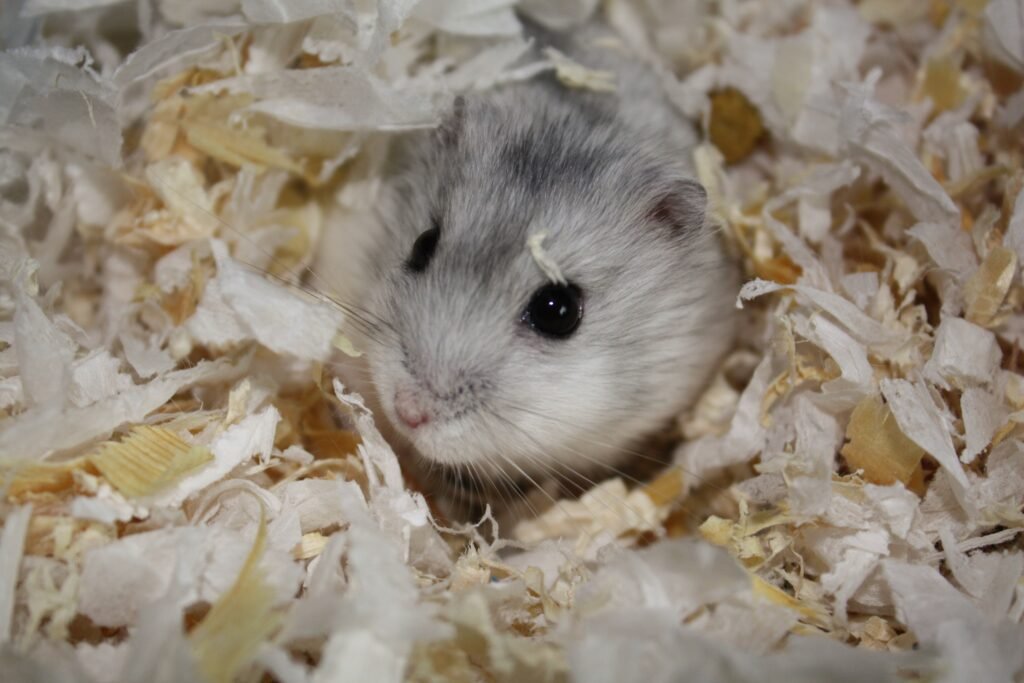 Hamster Bedding