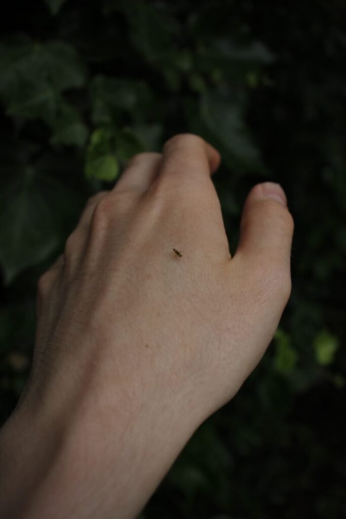 Close up of mosquito on skin about to bite