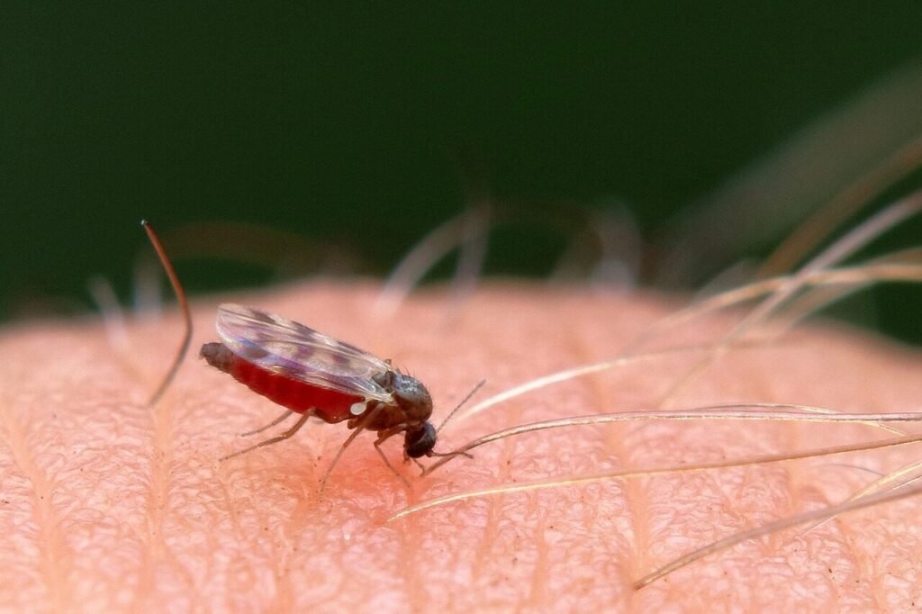 A mosquito biting 