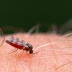 A mosquito biting