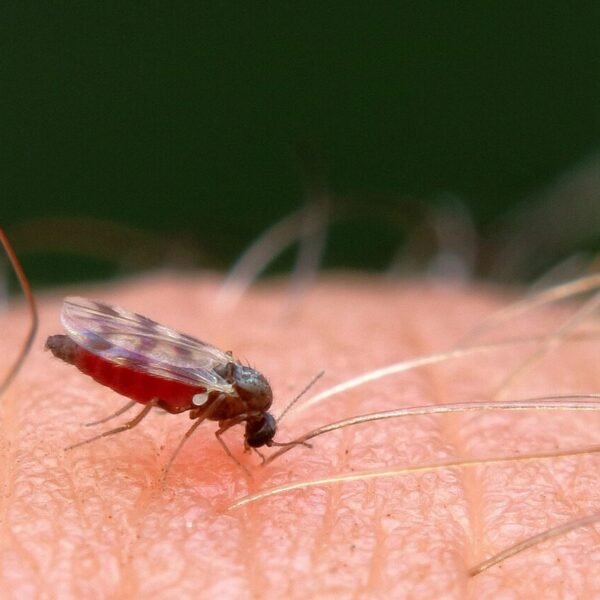 A mosquito biting
