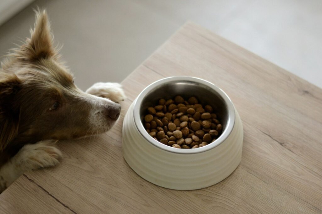 Dog eating from a bowl in home kitchen 
