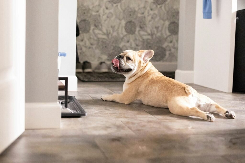 Consistent meal timing matters for your dog's digestion, mood, and weight management