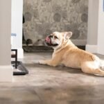 Best Automatic Dog Feeder - Consistent meal timing matters for your dog's digestion, mood, and weight management