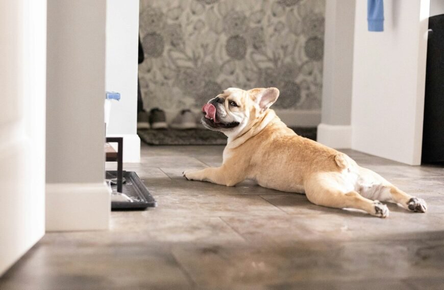 Best Automatic Dog Feeder - Consistent meal timing matters for your dog's digestion, mood, and weight management