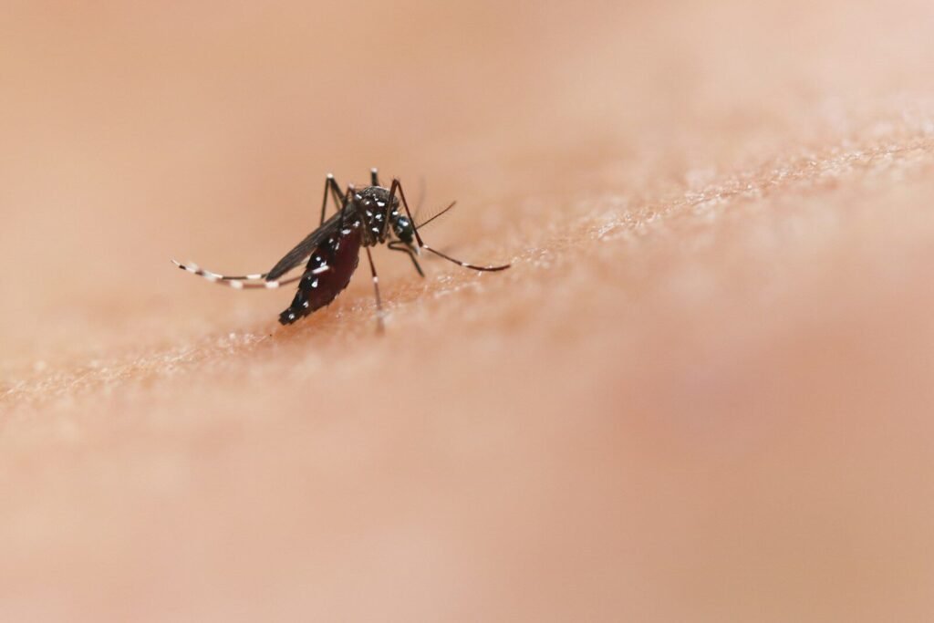 Mosquito Trap vs Bug Zapper - A close up of a mosquito on a human's skin